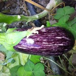 Aubergine Vidarslund 02052013